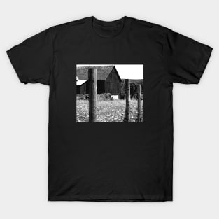 All the Queens Barn /Features Field of Queen Ann Lace/Fence T-Shirt